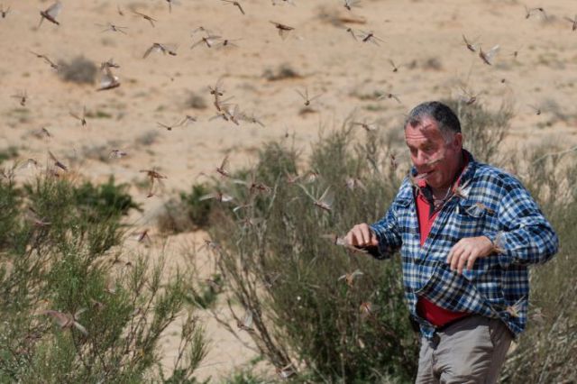 Beware the Locust Invasion