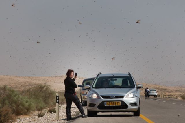 Beware the Locust Invasion
