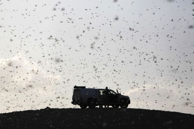 Beware the Locust Invasion