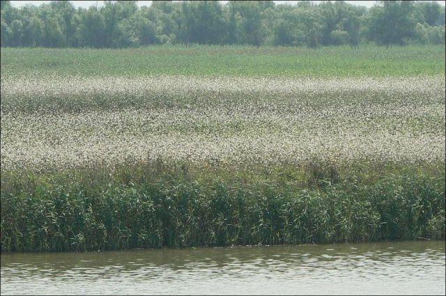 Beware the Locust Invasion