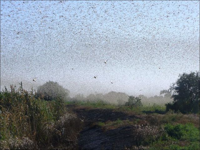 Beware the Locust Invasion
