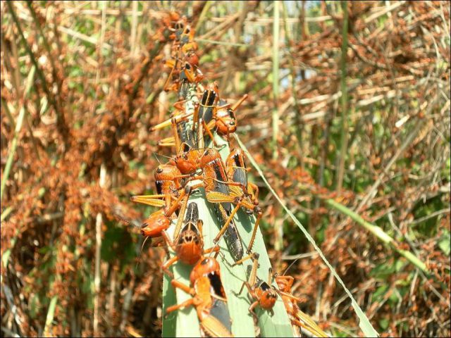 Beware the Locust Invasion