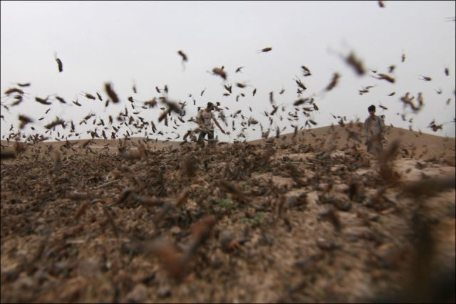 Beware the Locust Invasion