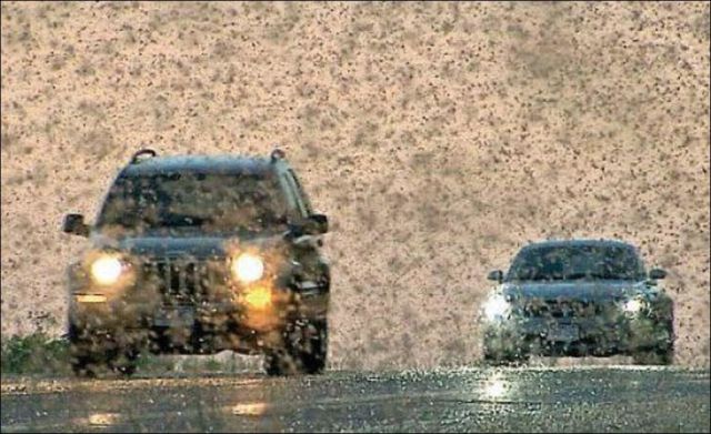 Beware the Locust Invasion