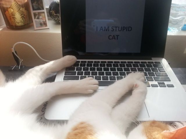 Morning Picdump