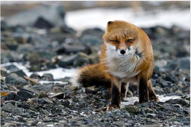 Magnificent Nature Photography