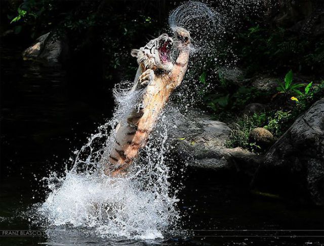 Magnificent Nature Photography