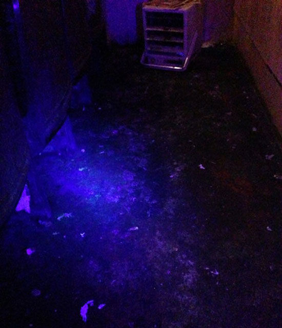 This Neglected Adult Theatre Is Simply Revolting