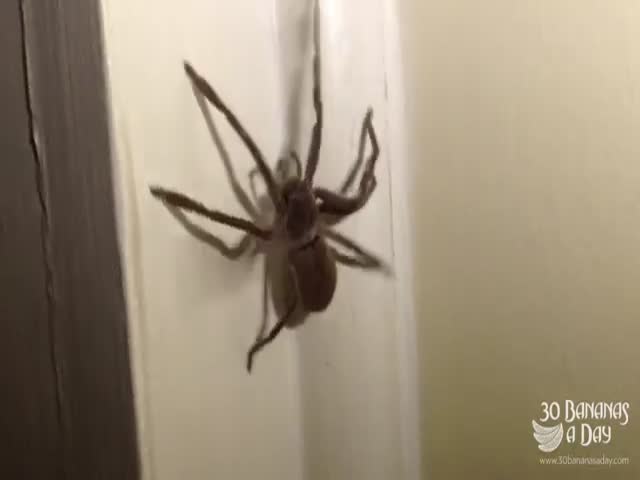 Australian Guy Shows How to Deal with Huge Spiders (VIDEO)