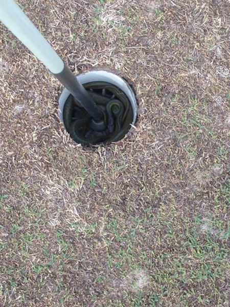 There Is Nothing Normal about Australia