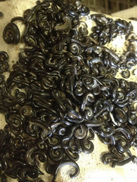 There Is Nothing Normal about Australia