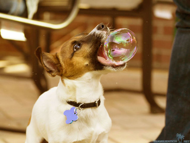 Brilliant Timing Creates Epic Photos