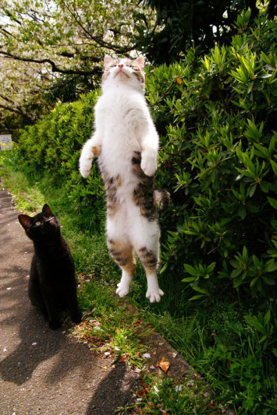 Brilliant Timing Creates Epic Photos