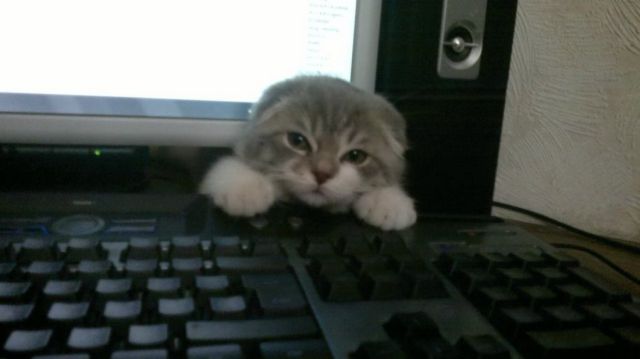 Morning Picdump