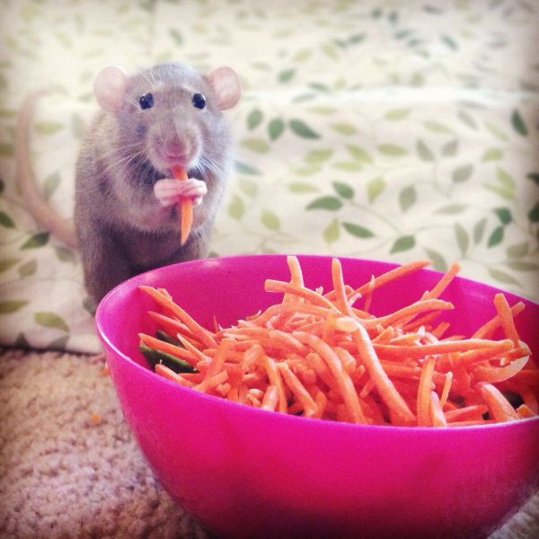Morning Picdump
