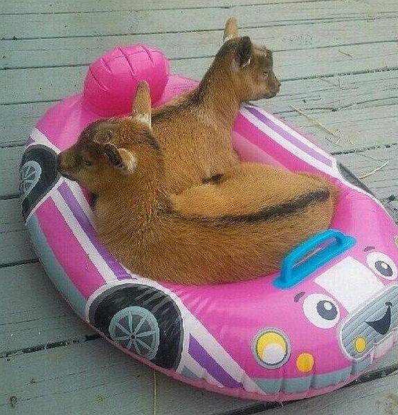 Morning Picdump