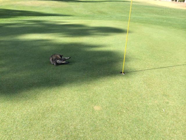 Daily Picdump [WEEKEND EDITION]