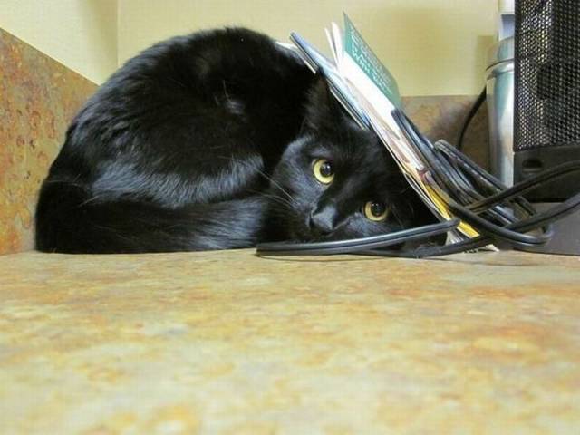 Daily Picdump