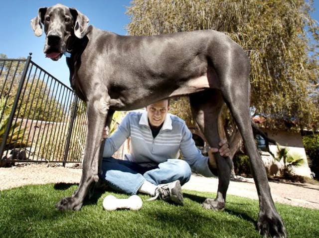 Some of the World’s Biggest Things Ever