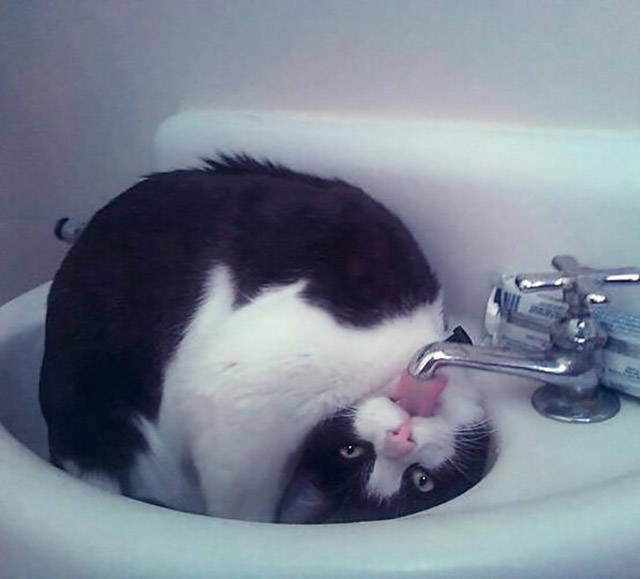 Morning Picdump