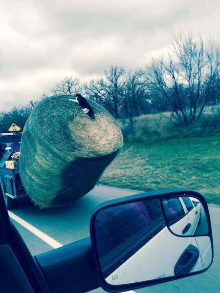 Morning Picdump