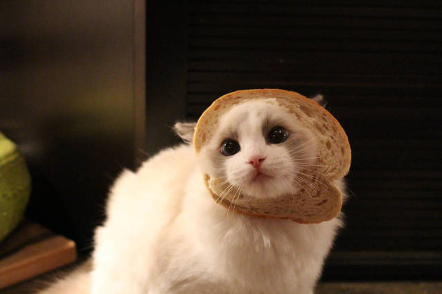 Morning Picdump