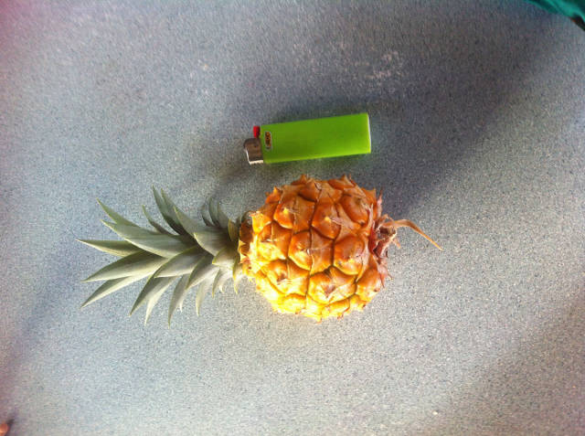 Morning Picdump