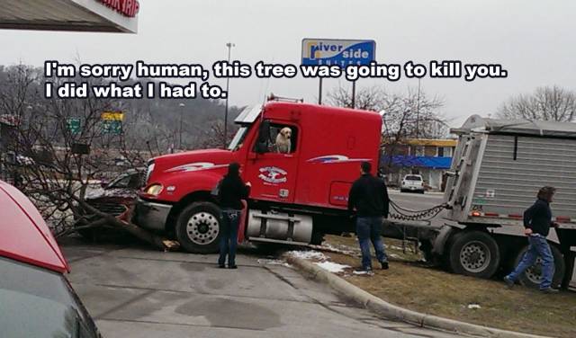 Daily Picdump