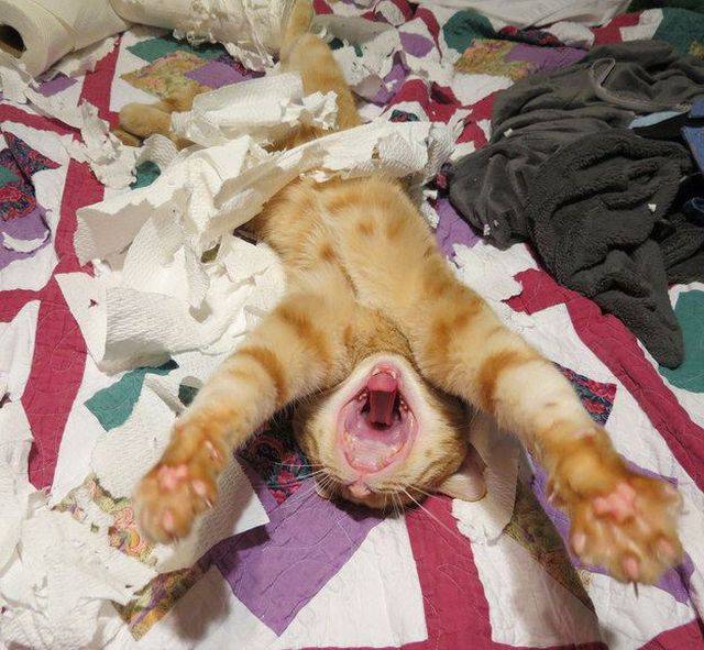 Daily Picdump