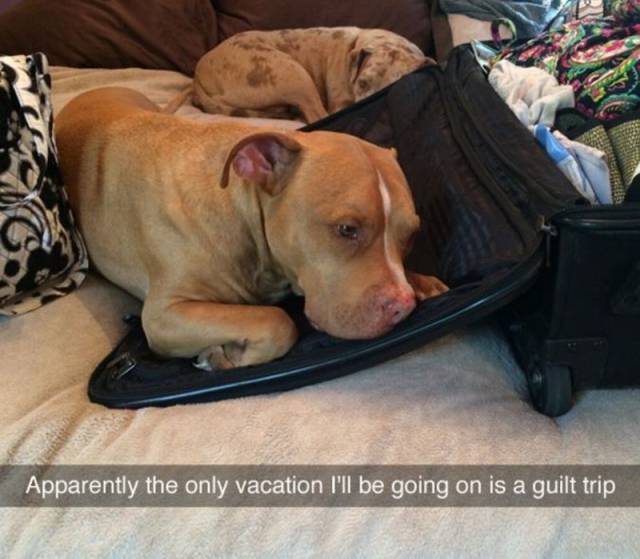 Daily Picdump