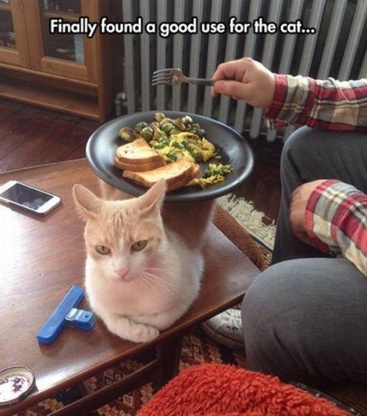 Daily Picdump