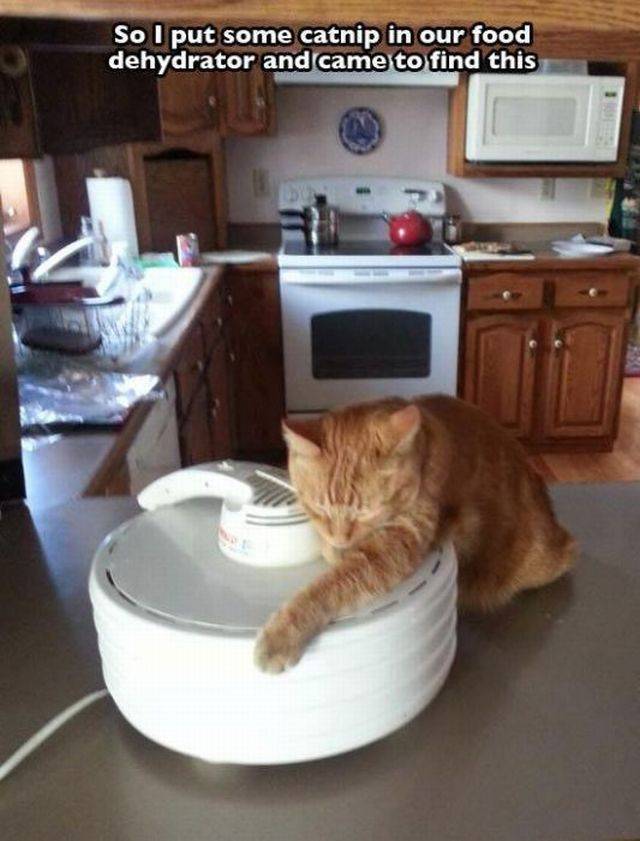 Daily Picdump