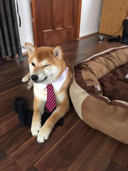 Morning Picdump