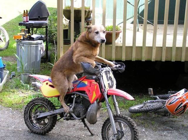 Morning Picdump