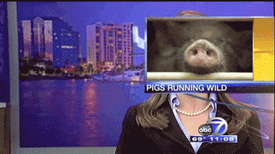 Compilation Of The Best Live News Bloopers In Gifs