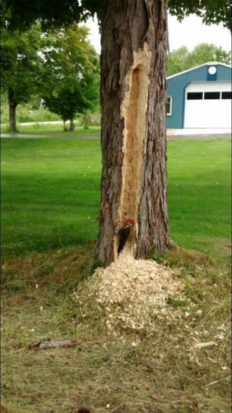 Morning Picdump