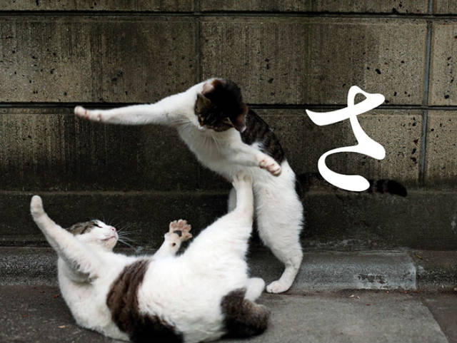 Cute Stray Cats Of Tokyo