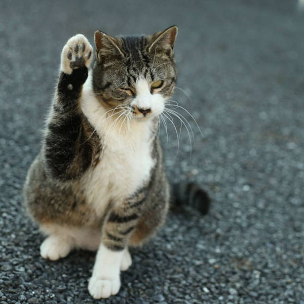 Cute Stray Cats Of Tokyo
