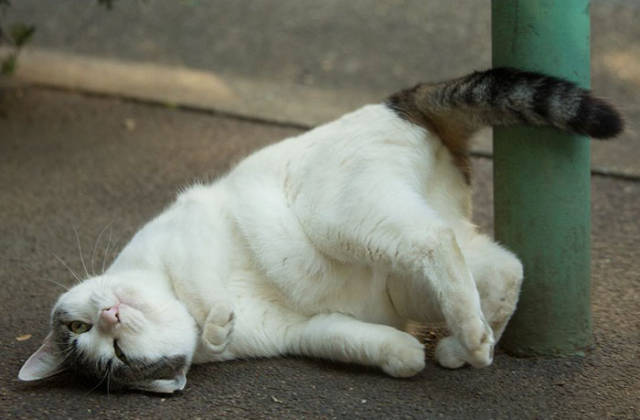 Cute Stray Cats Of Tokyo