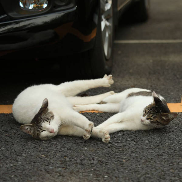 Cute Stray Cats Of Tokyo