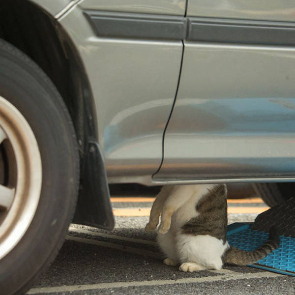 Cute Stray Cats Of Tokyo