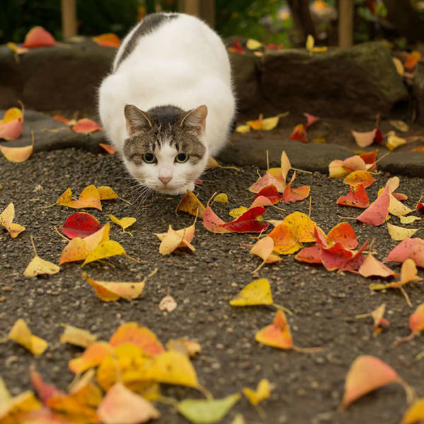 Cute Stray Cats Of Tokyo