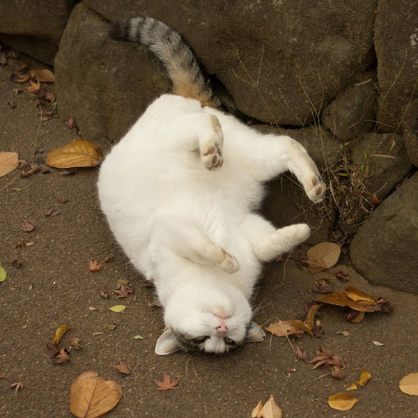 Cute Stray Cats Of Tokyo
