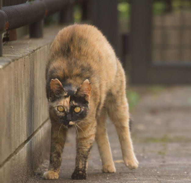 Cute Stray Cats Of Tokyo