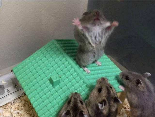 Morning Picdump