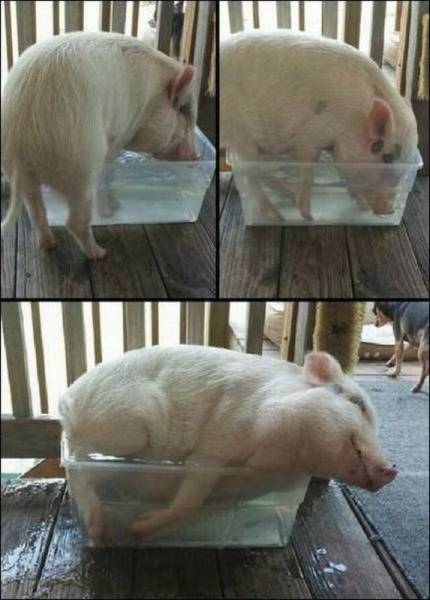 Daily Picdump