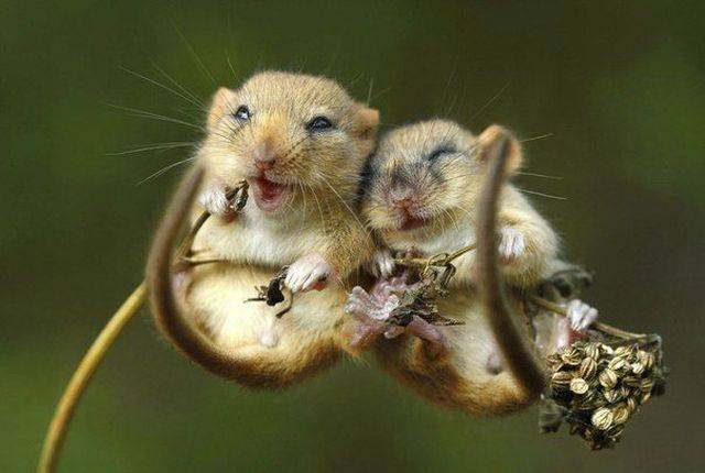 Daily Picdump