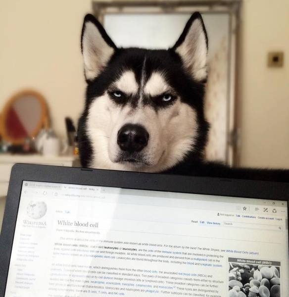 Daily Picdump