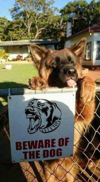 Beware Of Dogs On Guard Duty