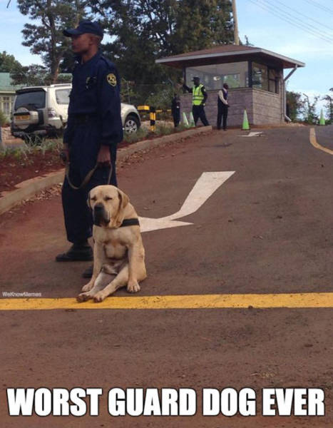 Beware Of Dogs On Guard Duty